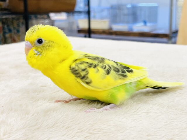 セキセイインコ