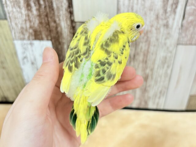 セキセイインコ
