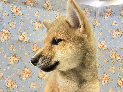 陽気な日本男児!柴犬入舎しました!! 柴犬