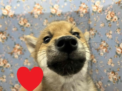 陽気な日本男児!柴犬入舎しました!! 柴犬