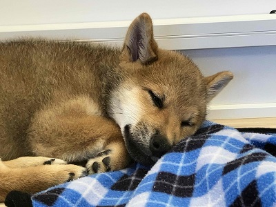 陽気な日本男児!柴犬入舎しました!! 柴犬