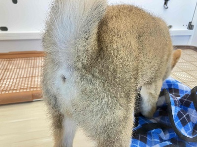 陽気な日本男児!柴犬入舎しました!! 柴犬