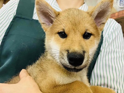 陽気な日本男児!柴犬入舎しました!! 柴犬