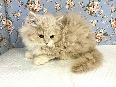 ホスト界のNo,1⁉ ゴージャスな雰囲気のスコティッシュ入舎!! スコティッシュフォールド