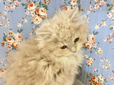 ホスト界のNo,1⁉ ゴージャスな雰囲気のスコティッシュ入舎!! スコティッシュフォールド