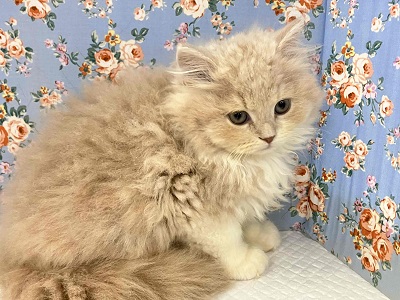 ホスト界のNo,1⁉ ゴージャスな雰囲気のスコティッシュ入舎!! スコティッシュフォールド