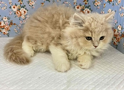 ホスト界のNo,1⁉ ゴージャスな雰囲気のスコティッシュ入舎!! スコティッシュフォールド