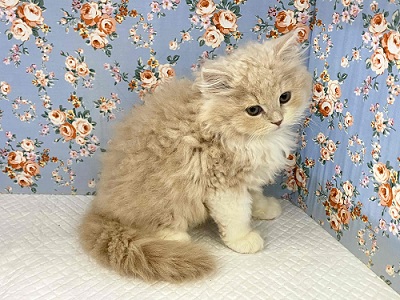 ホスト界のNo,1⁉ ゴージャスな雰囲気のスコティッシュ入舎!! スコティッシュフォールド