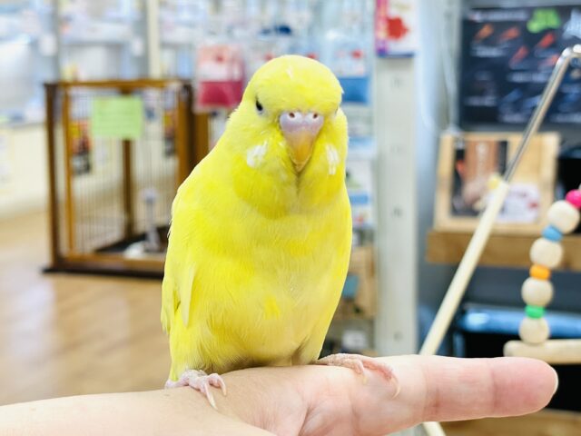 ジャンボセキセイインコ