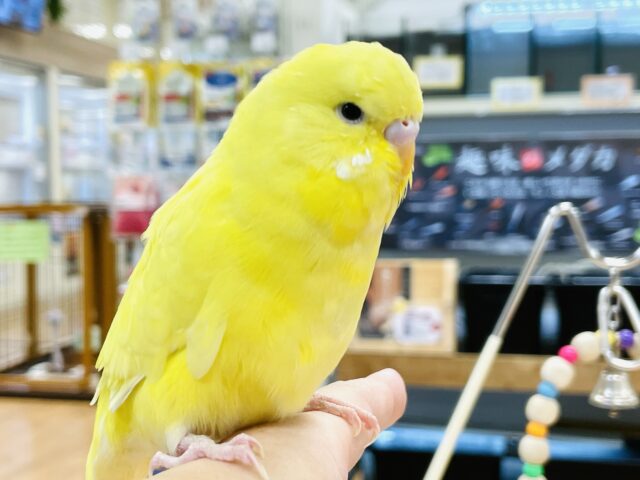 ジャンボセキセイインコ