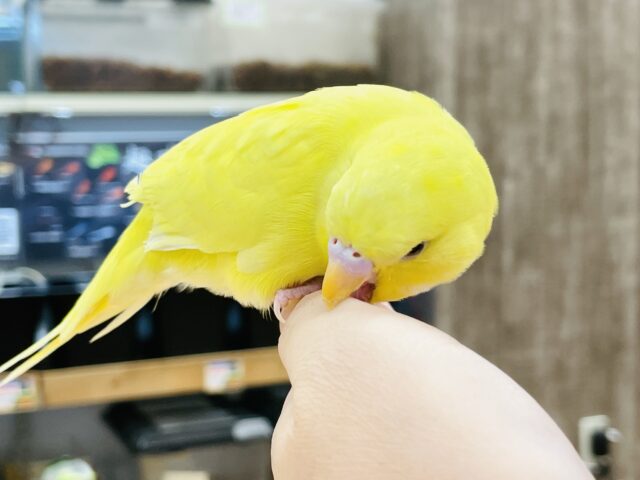 ジャンボセキセイインコ