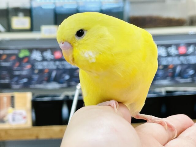 ジャンボセキセイインコ