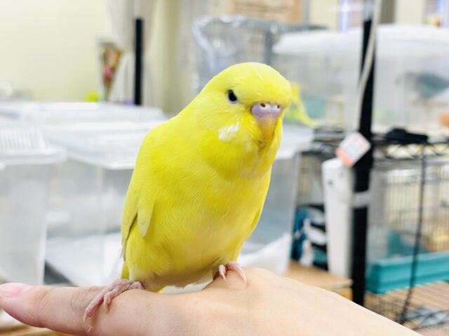 ジャンボセキセイインコ