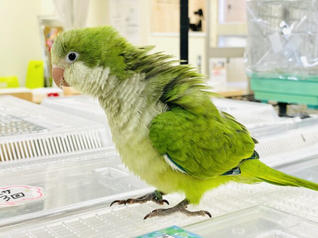 オキナインコ