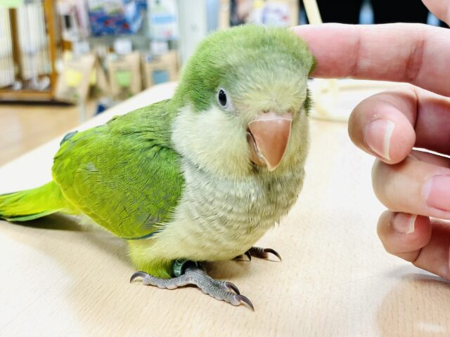 オキナインコ