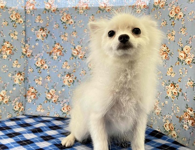 ポメラニアン