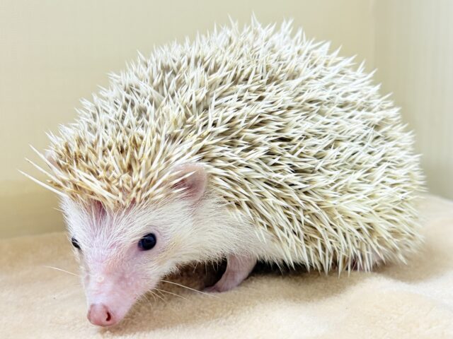 ハリネズミ（ヨツユビハリネズミ）