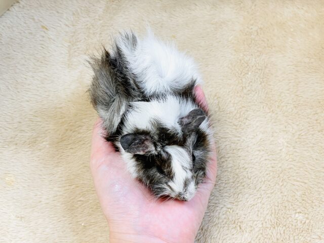 アビシニアンモルモット