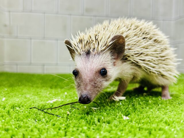 ハリネズミ（ヨツユビハリネズミ）