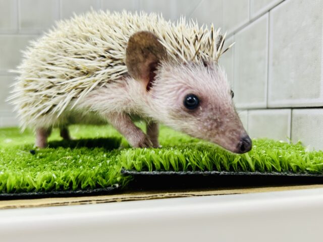 ハリネズミ（ヨツユビハリネズミ）