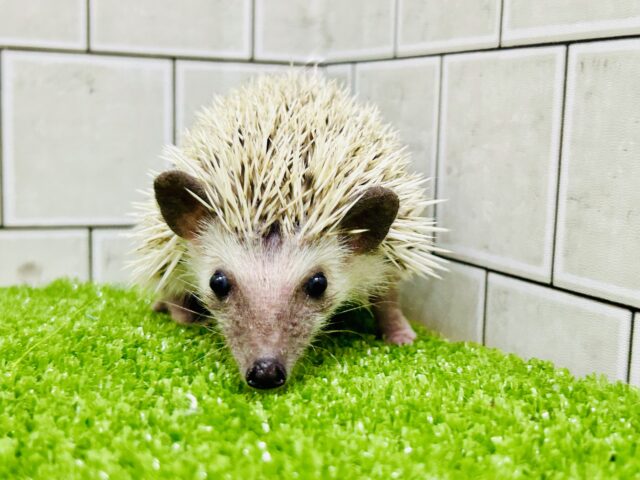 ハリネズミ（ヨツユビハリネズミ）