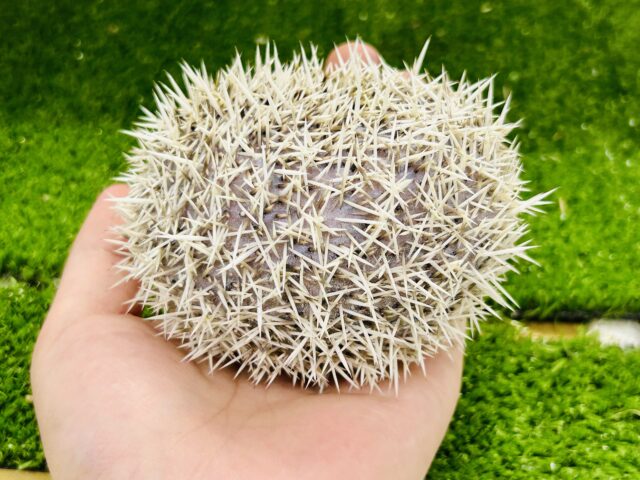 ハリネズミ（ヨツユビハリネズミ）