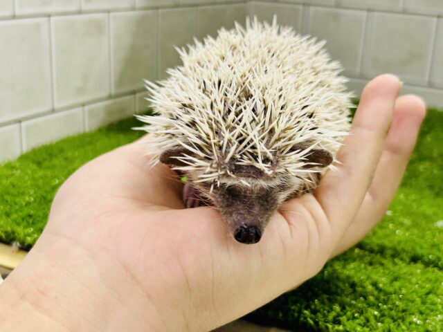 ハリネズミ（ヨツユビハリネズミ）