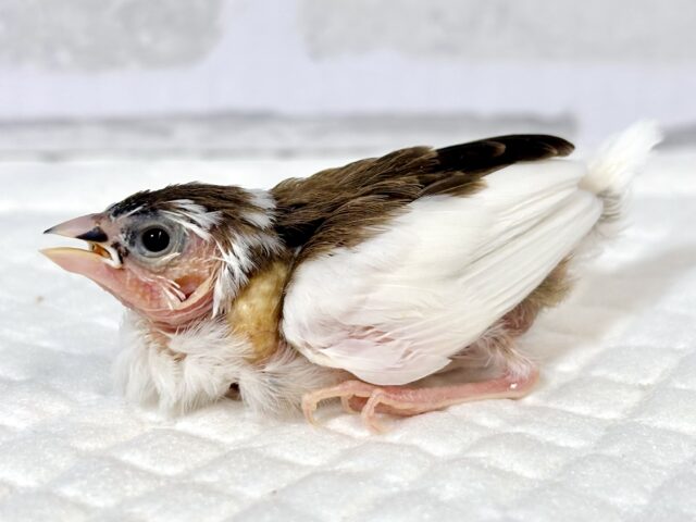 十姉妹（ジュウシマツ）