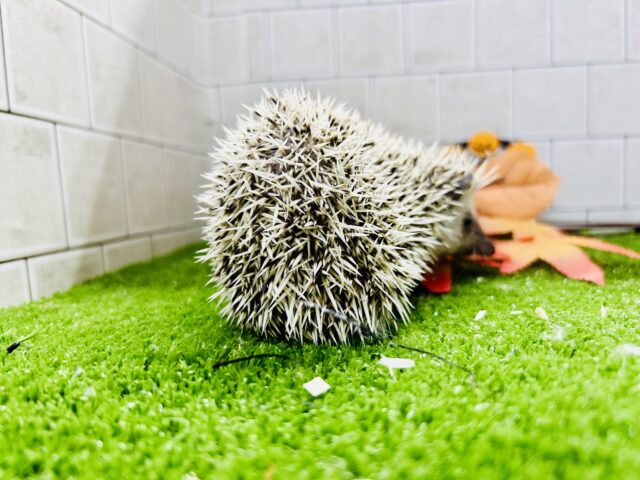 ハリネズミ（ヨツユビハリネズミ）