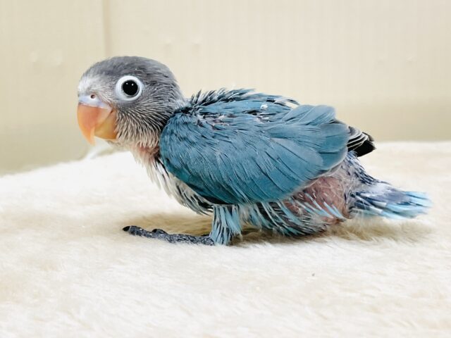 ブルーボタンインコ