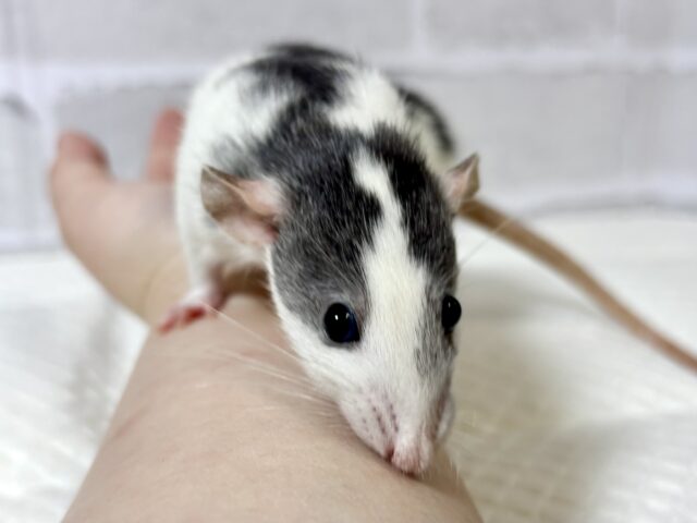 ファンシーラット