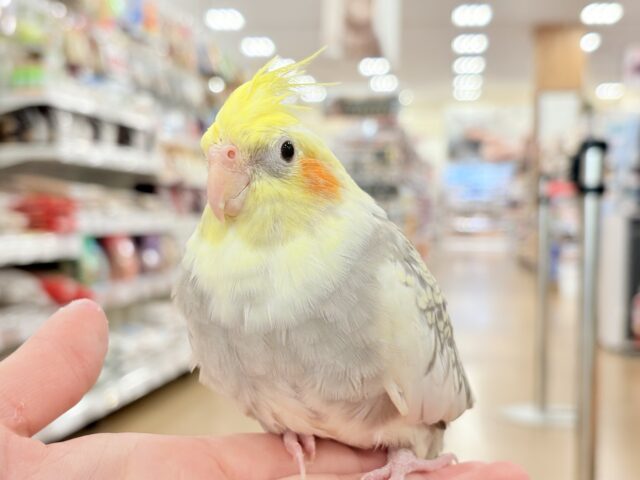 オカメインコ