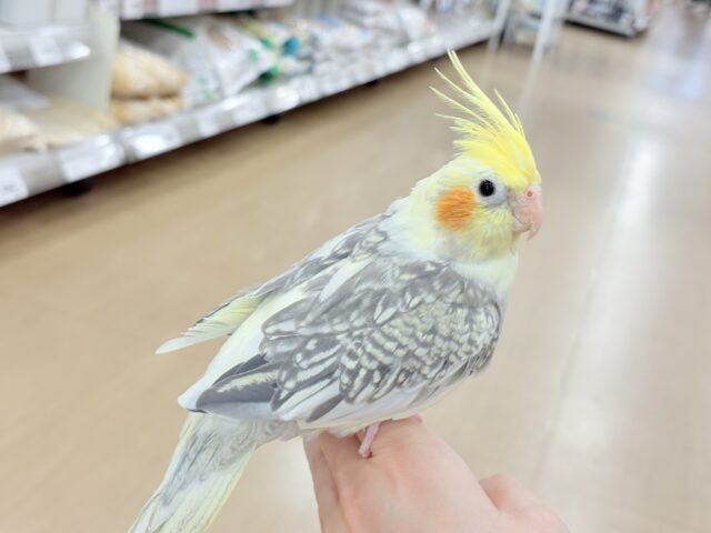 オカメインコ