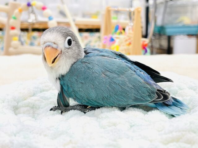 ブルーボタンインコ