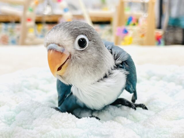 ブルーボタンインコ