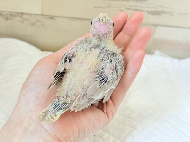 オカメインコ