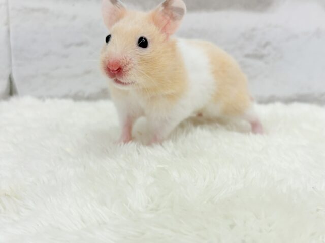 ゴールデンハムスター