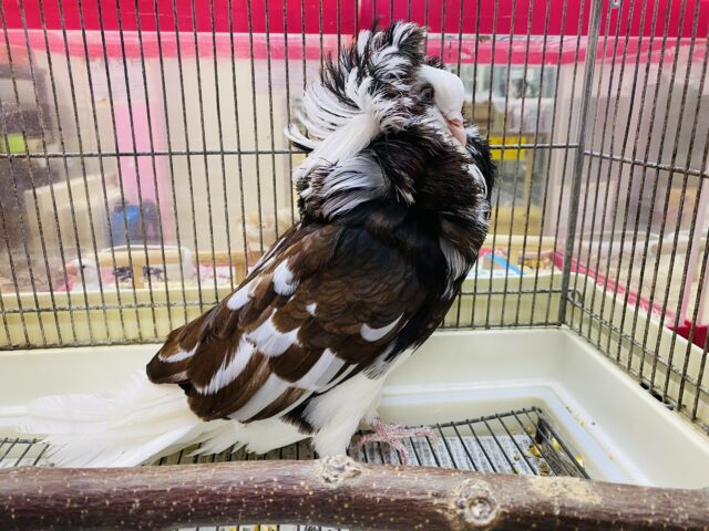 ジャコビンバト