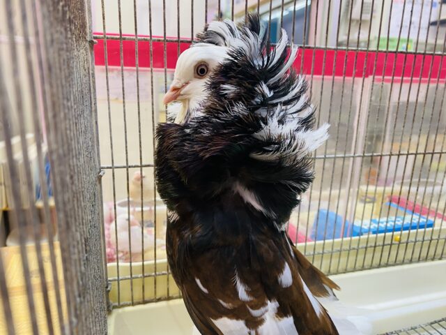 ジャコビンバト