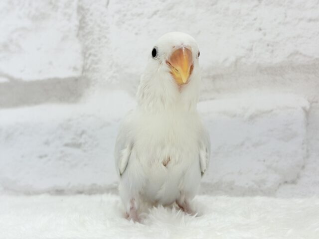 コザクラインコ（小桜インコ）