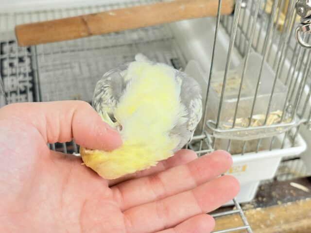 オカメインコ