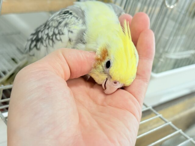 オカメインコ