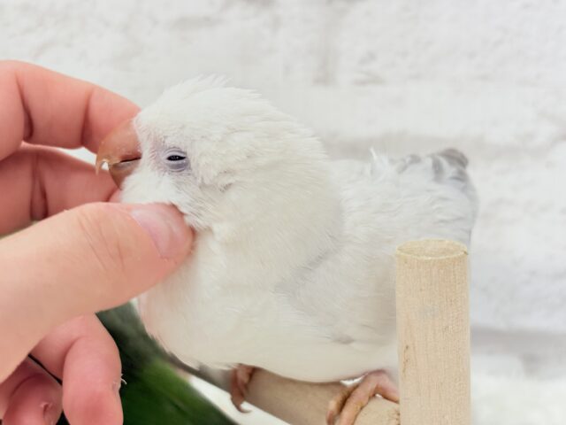 オキナインコ