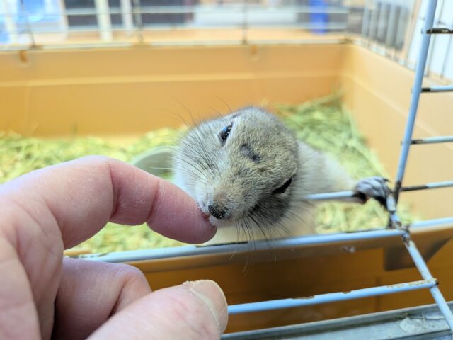 リチャードソンジリス