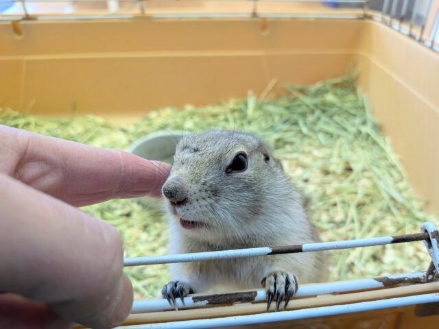 リチャードソンジリス