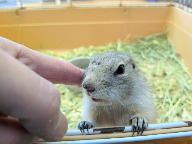 リチャードソンジリス