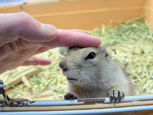 リチャードソンジリス