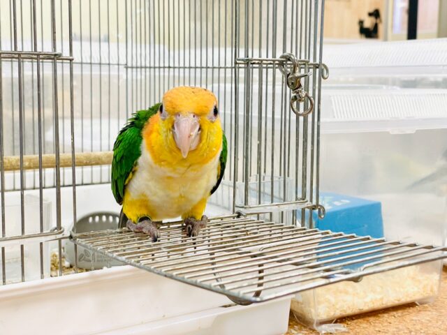 シロハラインコ