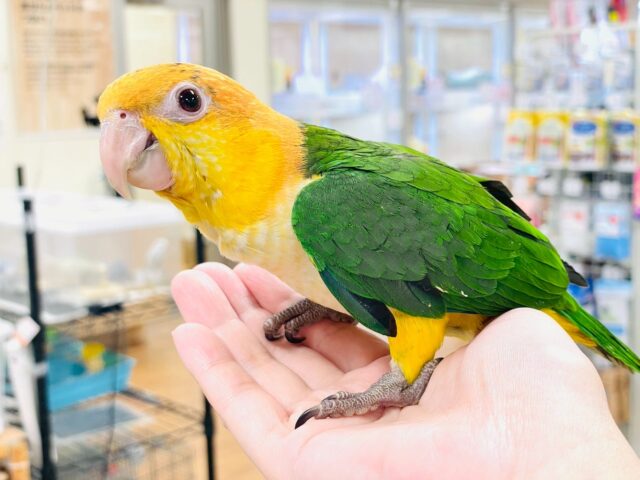 シロハラインコ
