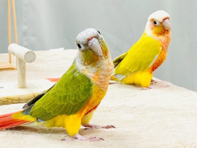 【最新画像】カラフルかわいい甘えんぼう🍍✨ホオミドリウロコインコちゃん(パイナップル) ホオミドリウロコインコ